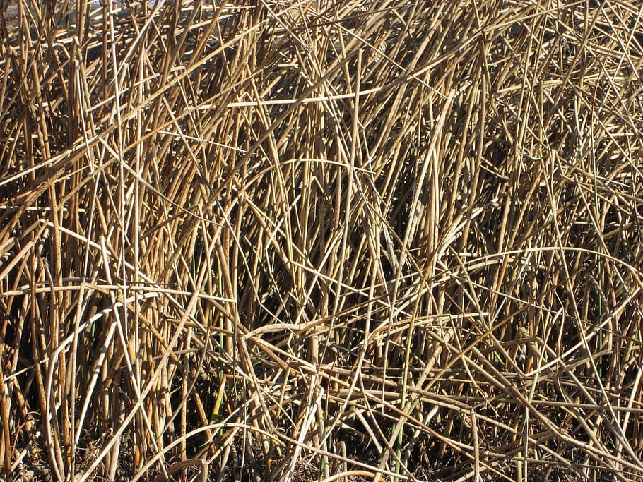 reeds, nature, plants, texture, background, natural, grass, plant, full frame, dry