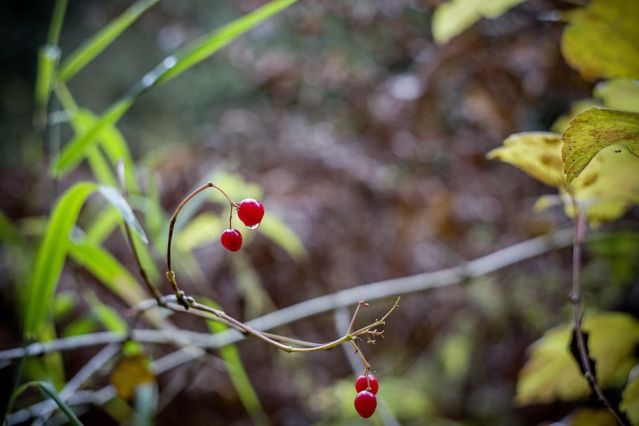berries, autumn, branch, tree, leaves, red, nature, forest, fruits, bush