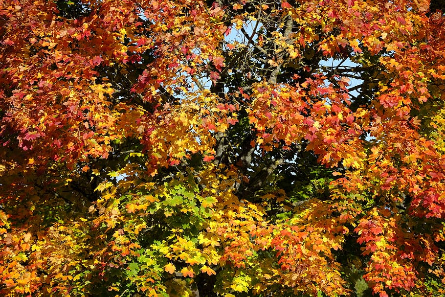 otoño, hojas, follaje de otoño, otoño dorado, naturaleza, fugacidad, bosque, decoloración, herbstsimmung, estado de ánimo