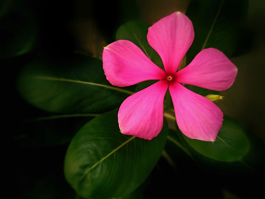 flower, pink flower, madagascar periwinkle, plant, flora, flowering plant, petal, freshness, vulnerability, fragility