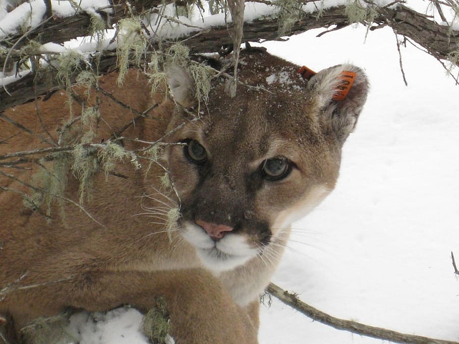 brown, lioness, snowfield, mountain lion, puma, cougar, wildlife, nature, big cat, predator