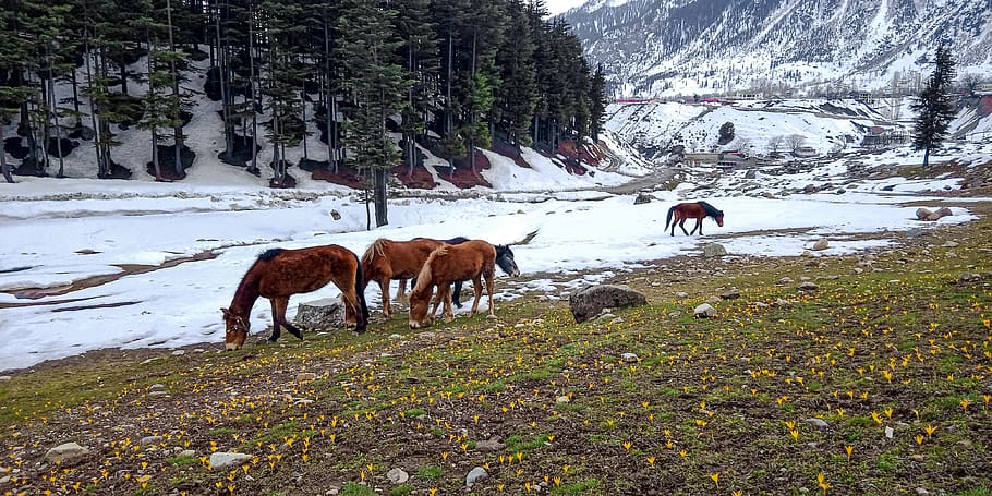 close to nature, kalam, swat, pakistan, mammal, group of animals, snow, animal themes, animal, domestic animals