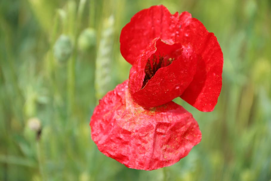 Papaver Rhoeas, Flower, Plant, Nature, flowers, green, red, background, the leaves are, garden