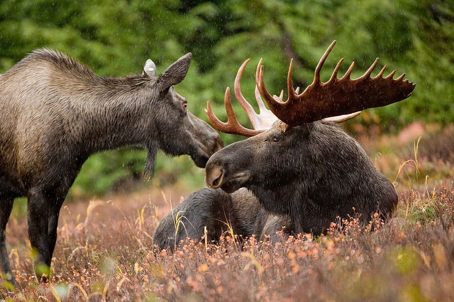 selective, grey, moose, brown, bull, cow, female, antlers, male, wildlife