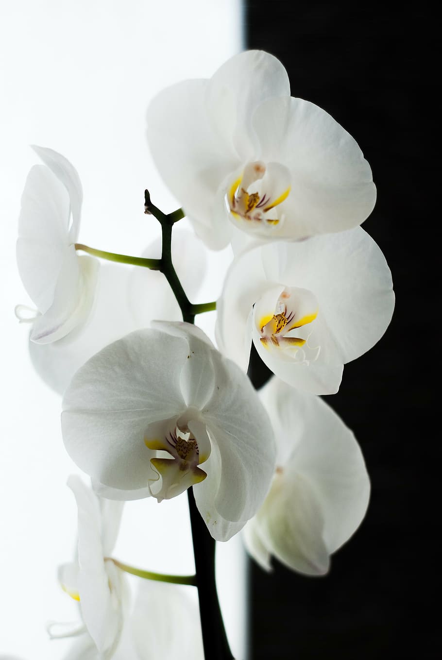 orchid, black, white, flower, nature, plant, petal, flower Head, moth Orchid, branch