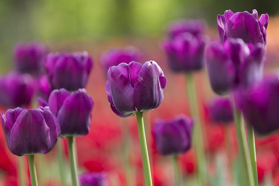 tulips, festival, spb, peter, russia, killarney, beauty, spring, bloom, aroma