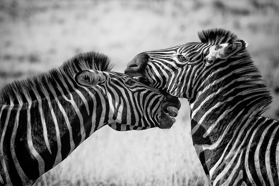 two, zebra grayscale photo, zebra, wildlife, africa, safari, wild, nature, mammal, animal