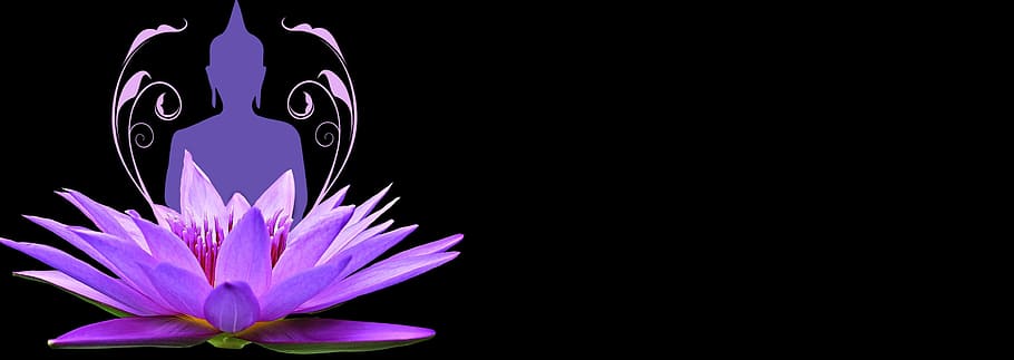 purple, lotus flower, gautama buddha, water lily, pink, wellness, meditation, nature, aquatic plant, lotus