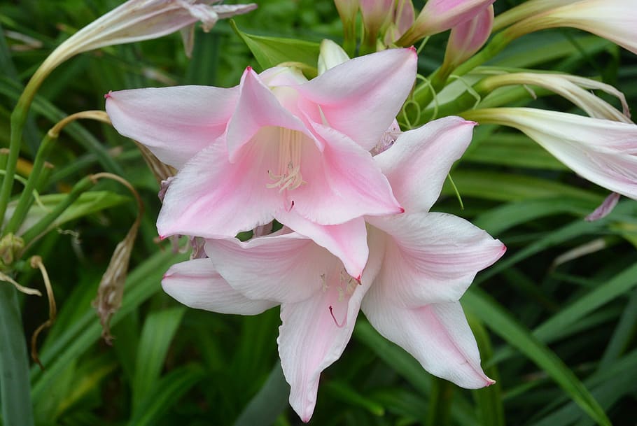 lily, light pink, flower, registration, color, pastel, flowering plant, fragility, beauty in nature, petal