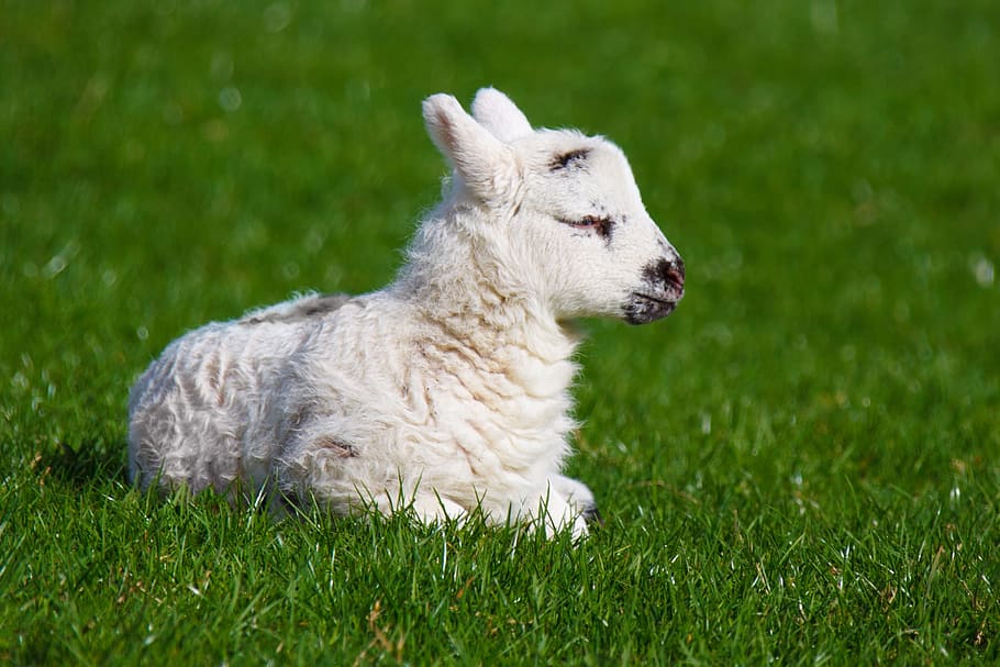 white, lamb, laying, grass, animal, baby, cute, farm, field, green