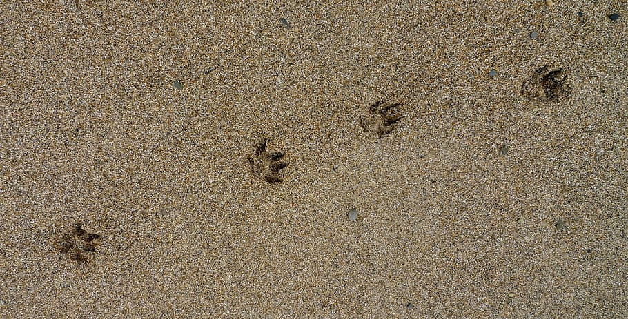 gray, sand, dog footprints, paw, prints, paw prints, dog, footprint, track, spoor