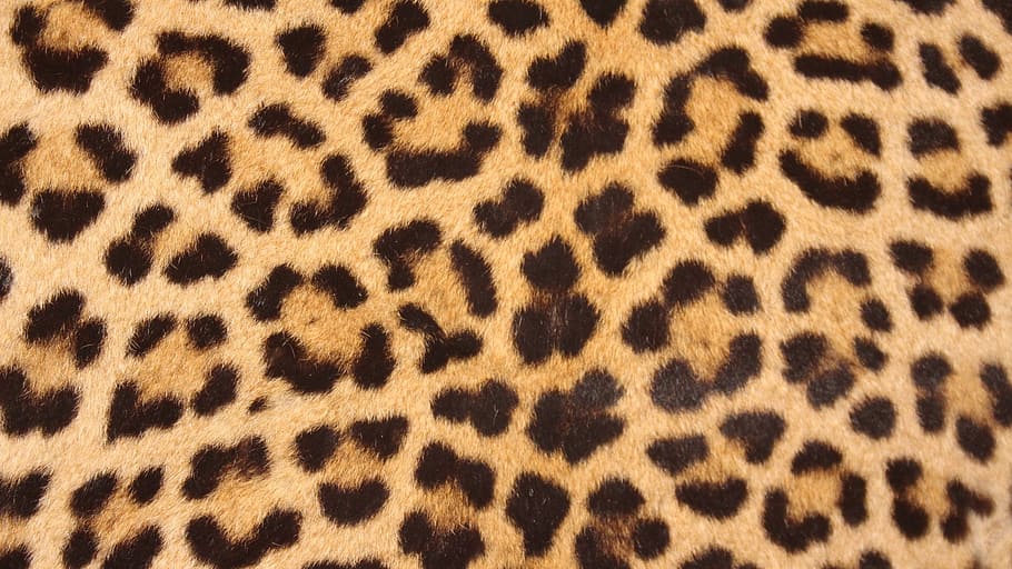 brown, black, leopard textile, leopard skin, spots, design, texture, print, wildlife, nature