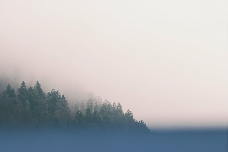 bosque, cubierto, espeso, niebla, foto, verde, árboles, cielo, naturaleza, escena tranquila