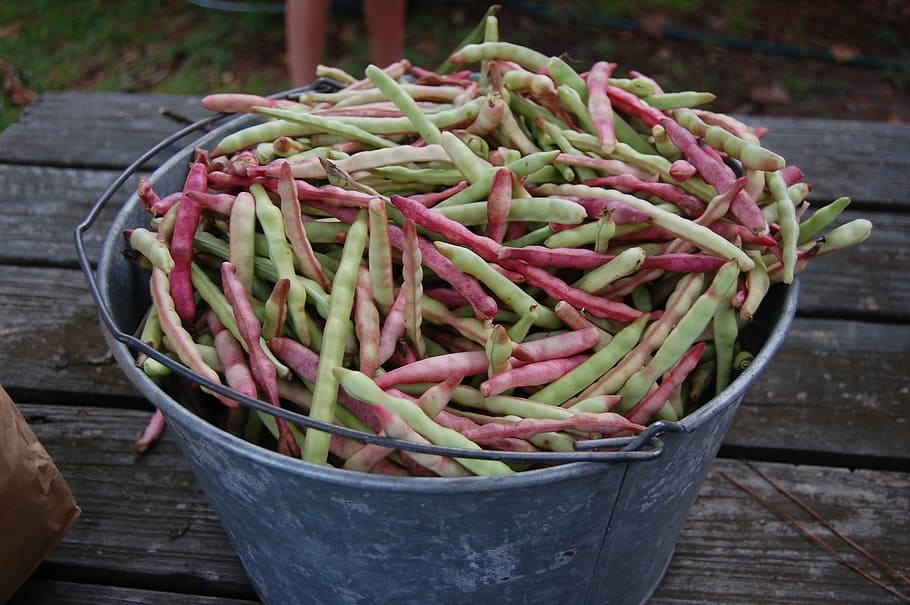 peas, bushel, country, southern, agriculture, food, crop, fresh, farm, harvest