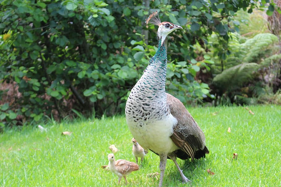 peacock, chicks, bird, peafowl, beak, wildlife, feather, nature, young, peahen