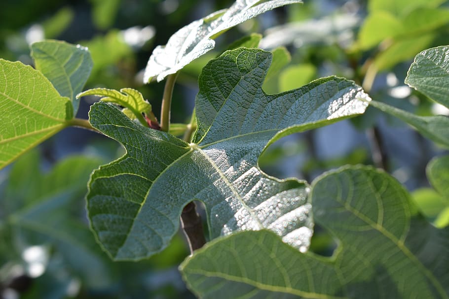fig tree, leaves, green, leaf, nature, plant, tree, figs, fig leaf, garden