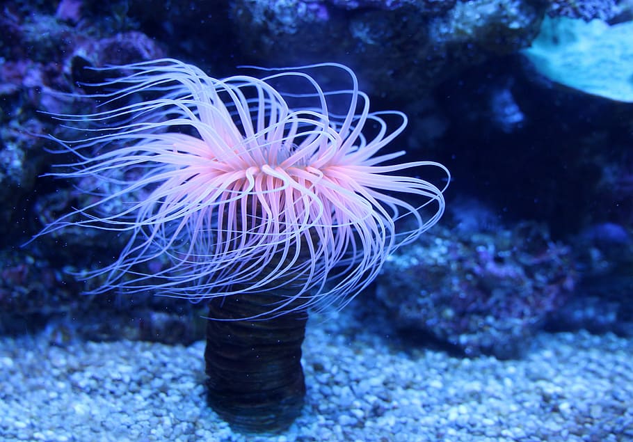 pink sea anemone, Sea Anemones, Water Lilies, seenelken, aktinien, anthozoa, sea, animal, abyss, avatar
