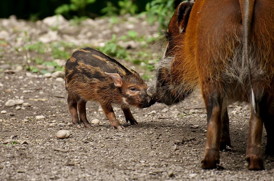 babi hutan, berdiri, di samping, anak babi, binatang muda, induk babi, lucu, soliter, hewan, kebun binatang