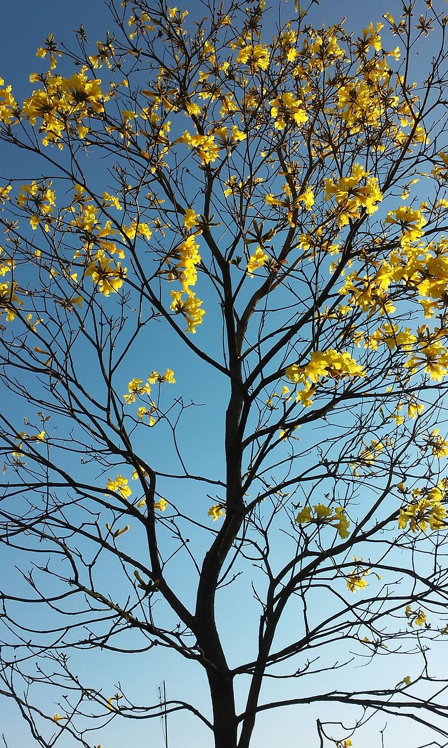 spring, flower ipê, tree, ramos, yellow leaves, autumnal, nature, branch, autumn, season