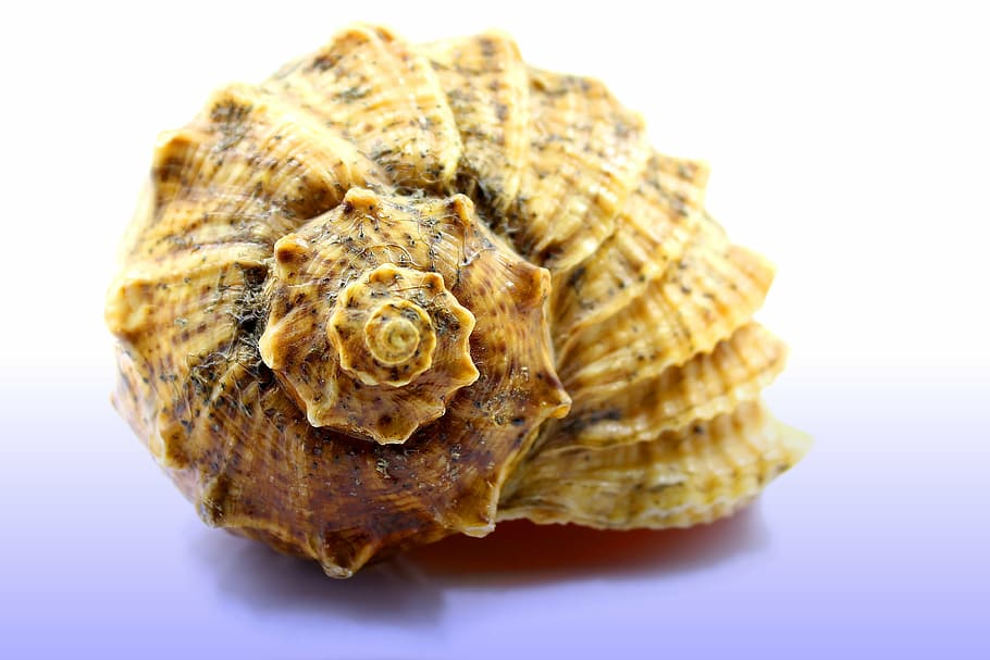 closeup, brown, shell, seashell, sea, the clams, animal Shell, nature, beach, close-up