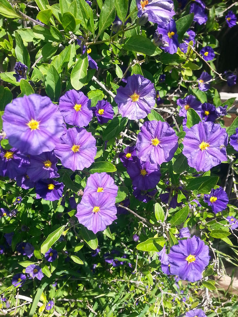 紫 花 紫の花 自然 植物 庭 春 花弁 夏 新鮮 Pxfuel