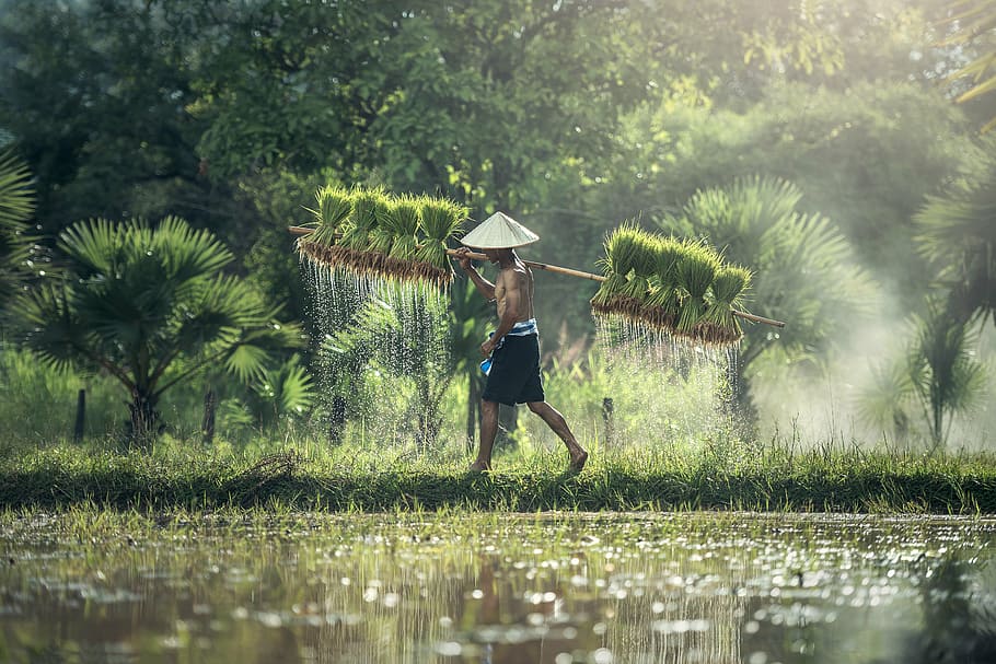 hombre, llevando, palo, hierbas, en pie, cuerpo, agua, agricultura, Asia, Camboya