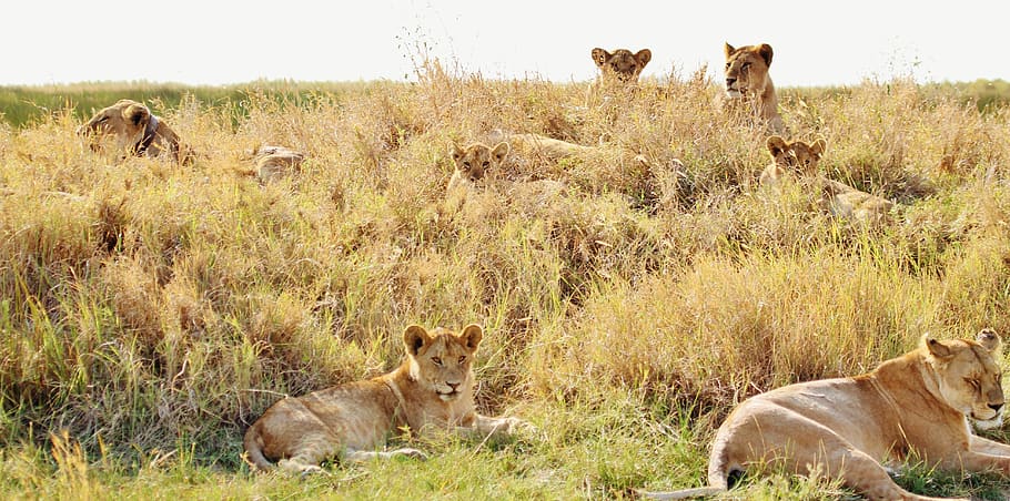 lions, pride, animal, cat, female lions, tanzania, safari, wildlife, africa, feline