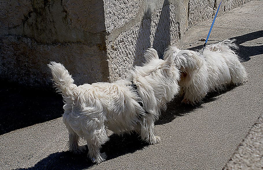 anjing, anjing kecil, maltese, anjing putih, maltese putih, berkembang biak, anjing diperbolehkan, ruang anjing, pengatur jarak, rapat