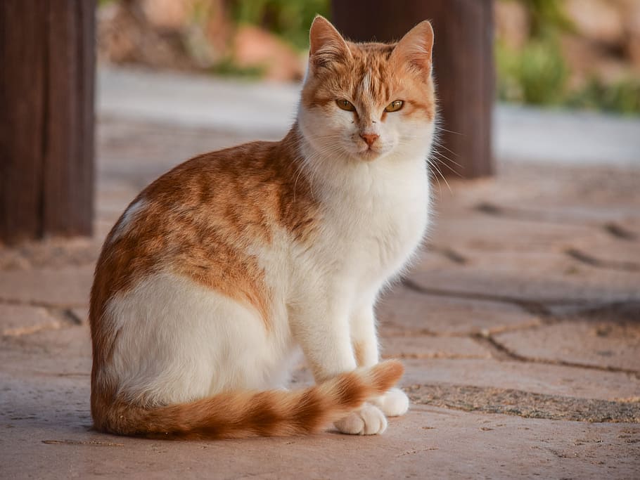 white, orange, cat, sitting, pavement, animal, cute, mammal, looking, nature