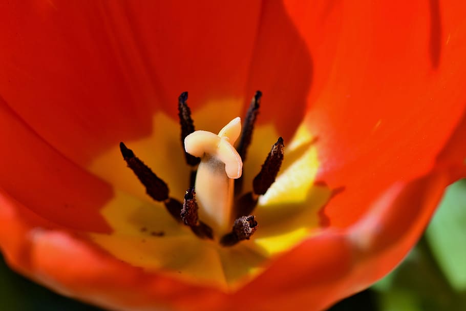 tiro macro, vermelho, flor, tulipa, flores da primavera, selo, estames, pétalas, jardim, fechar