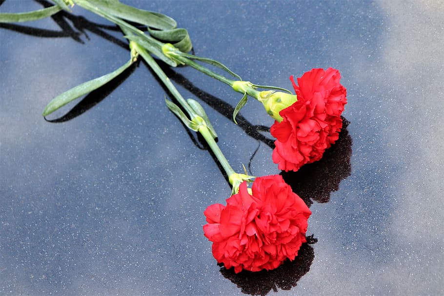 two red carnations, black marble, symbol, decoration, cemetery, outdoor, flower, vulnerability, flowering plant, plant