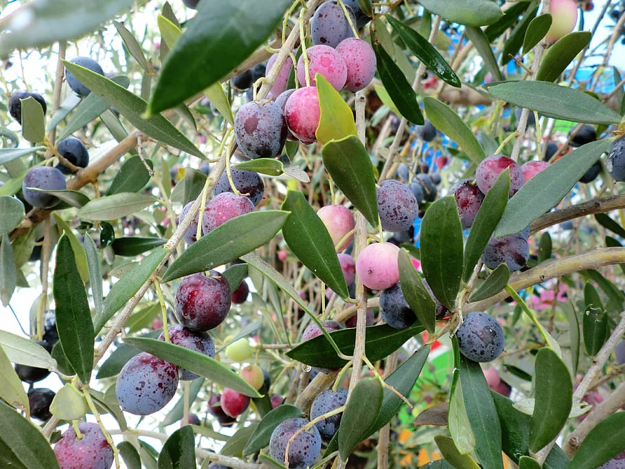 food, olives, fruits, olives tree, fruit, food and drink, healthy eating, plant, freshness, growth
