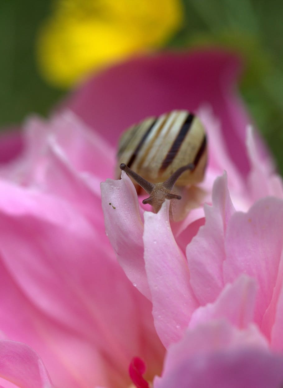 snail, shell, horns, my saturday, flower, pink, pink color, flowering plant, plant, fragility
