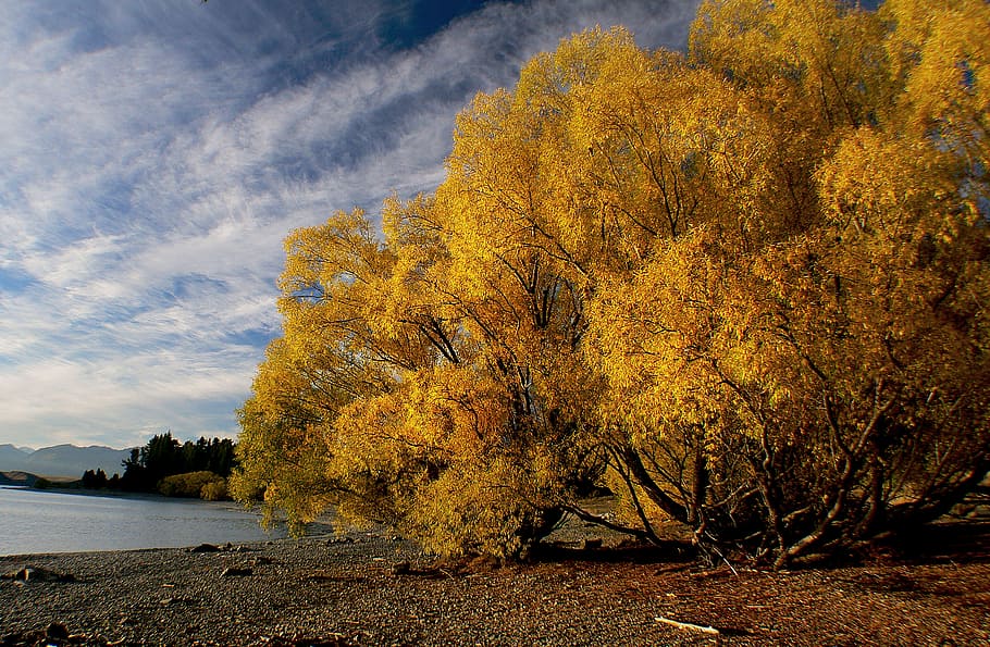 Otoño, lago Tekapo, Nueva Zelanda, cuerpo de agua, hojas, árboles, Árbol, planta, agua, tranquilidad