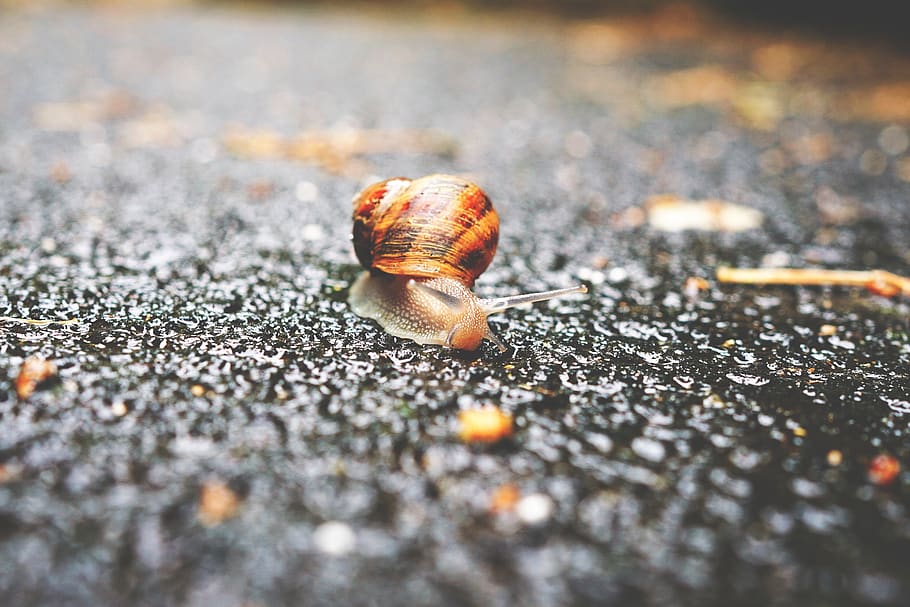 snail, outdoor, sand, blur, selective focus, mollusk, gastropod, shell, animal shell, animal