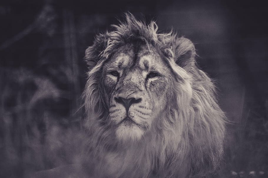 雄のライオンのイラスト, ライオン, トラ, 野生動物, 森, 茶色, 猫, 毛皮, 1匹の動物, 野生の動物