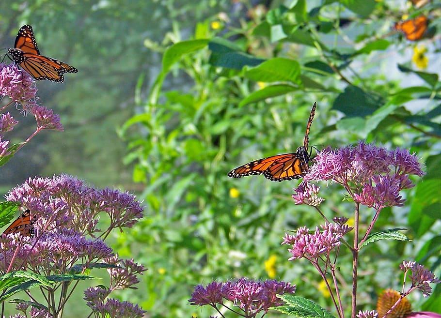 two, brown, Butterflies, Monarch, Flowers, Insect, wings, bug, wildlife, fly