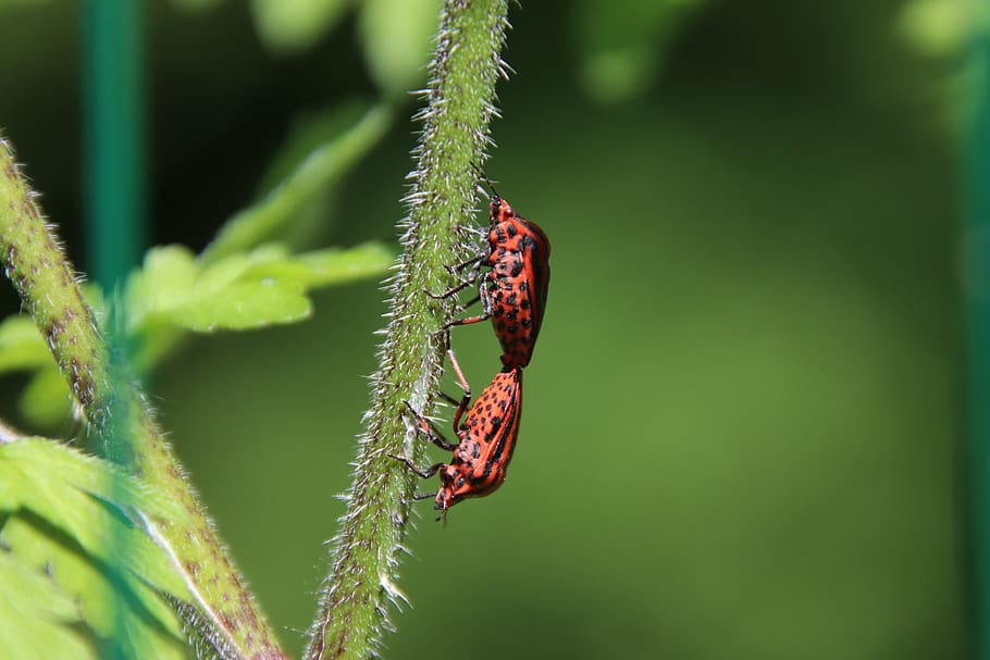 insects, bugs, red and black, reproduction, entomology, nature, bug, plants, coupling, grass