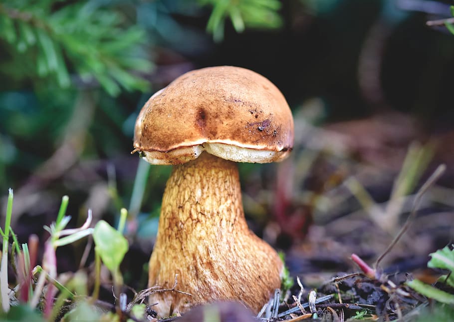 cep, mushroom, herrenpilz, brown cap, noble rot, forest mushroom, collect, food mushrooms, forest, tube mushroom