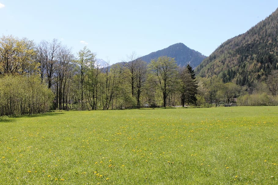 Alm, Meadow, Mountains, Landscape, pasture, alpine, mountain meadow, green, nature, bavaria