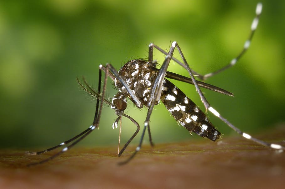 tiger mosquito, closeup, mosquito, asian tigermücke, sting, stegomyia albopicta, aedes albopictus, plug in mosquito, type of mosquito, vectors