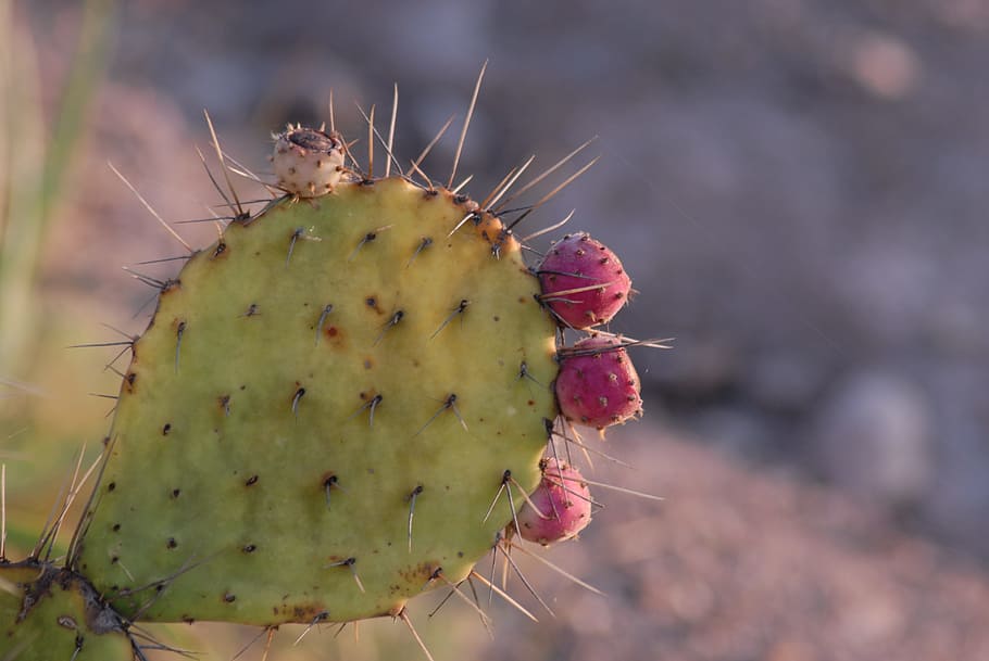 nopal memela, tuna, thorns, succulent plant, cactus, prickly pear cactus, thorn, spiked, focus on foreground, sharp