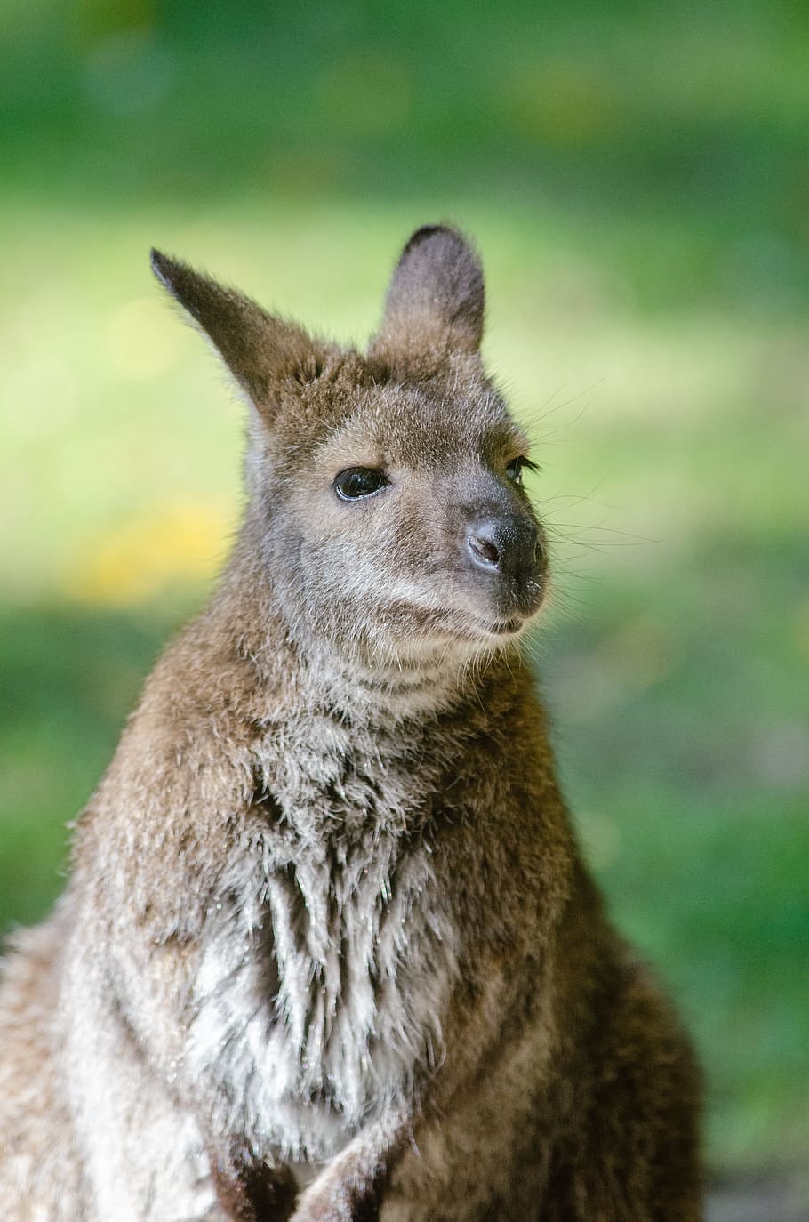 Bennett, wallaby, brown bunny, mammal, animal wildlife, animals in the wild, focus on foreground, one animal, portrait, kangaroo