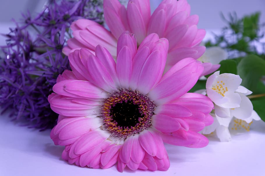 pink daisy, Gerbera, Flower, Fragrance, flowers, summer, thoughts, heart, emotions, pink color