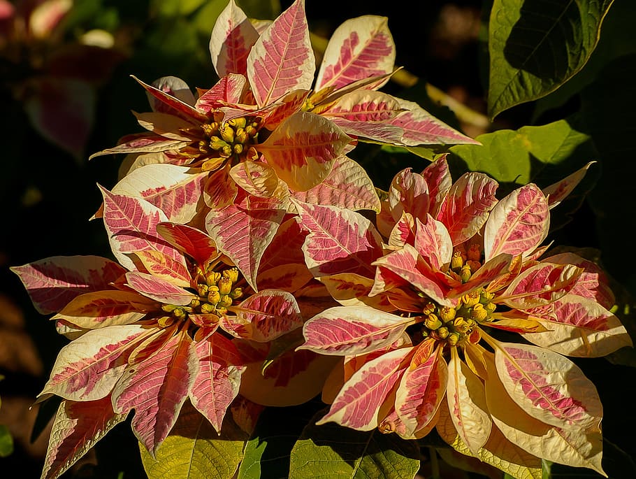 Poinsettia, Leaves, Flowers, Pink, yellow, variegated, bright, christmas, flower, petal
