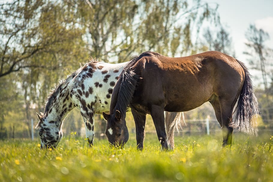 marrom, branco, cavalos, cavalo, natureza, animal, cavalo branco, cavalo marrom, prado, paddock