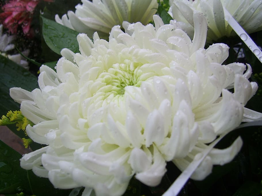 close-up photography, white, chrysanthemum flower, chrysanthemum, flower, pure, nature, floral, blossom, flora