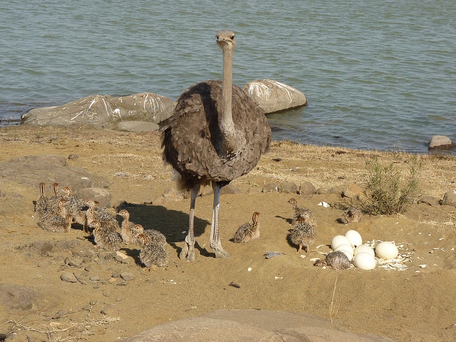 avestruces, ramo, strauss, pájaro, pájaro no volador, bebé strauss, bebés strauss, ramo de bebé, ramo de bebés, animal