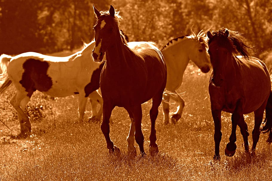 kuda, binatang, mamalia, berpacu, kuda berlari kencang, padang rumput, pedesaan, binatang menyusui, hewan, tema hewan