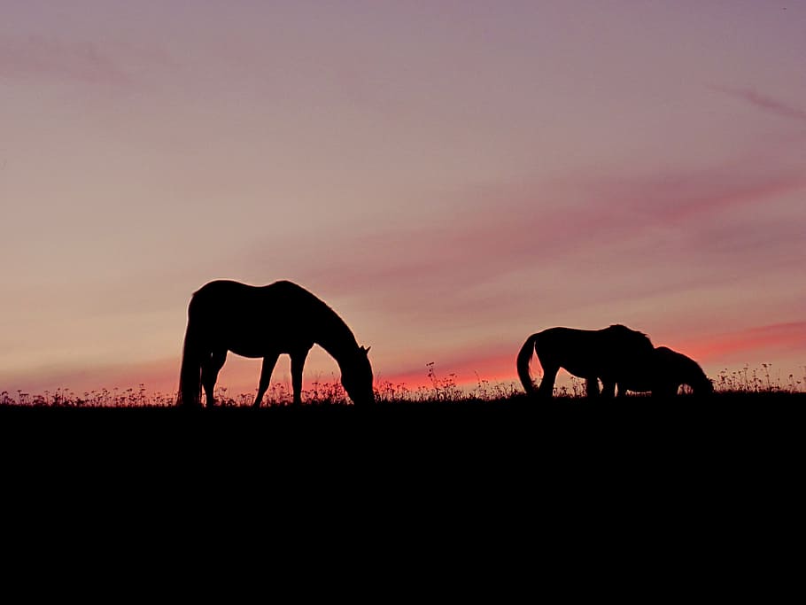 silhouette, horses, grass, sunset, pink, sky, silhouettes, dusk, atmosphere, mood